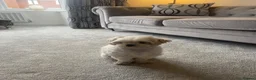 Maltipoo dogs for sale: Cute teddy bear faced 4 year old Maltipoo girl in Ferryhill - Advert 6