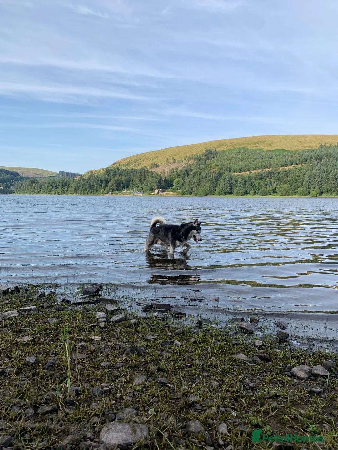 Siberian Husky dogs for stud: Black and white husky stud  in Aberdare - Advert 2