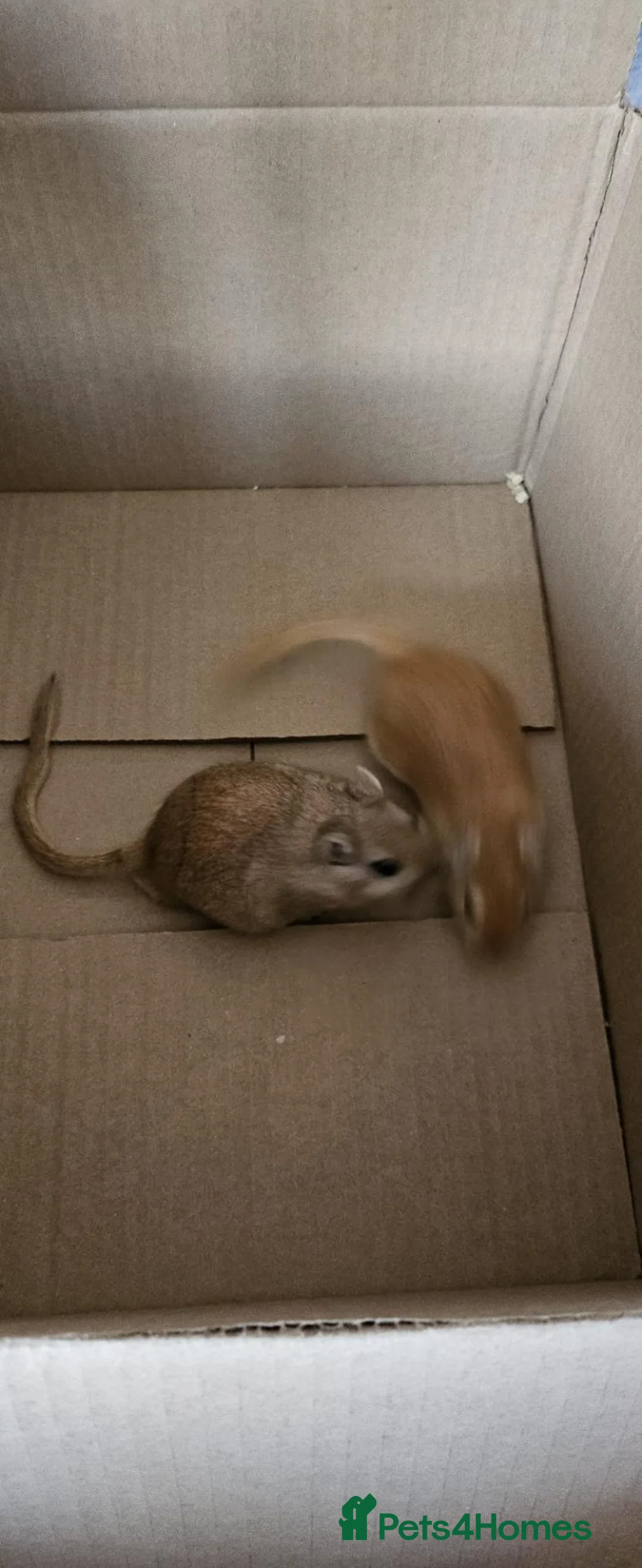Gerbil rodents for sale: Mrs jean burgess  in Sutton-in-Ashfield - Advert 2