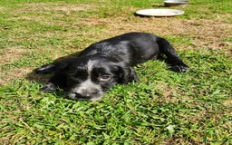 Cocker Spaniel dogs for sale: KC reg Cocker Spaniel Puppies. 1 Black Boy left - Image 2