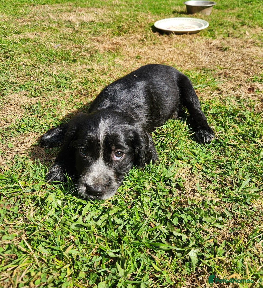 Cocker Spaniel dogs for sale: KC reg Cocker Spaniel Puppies. 1 Black Boy left - Image 2