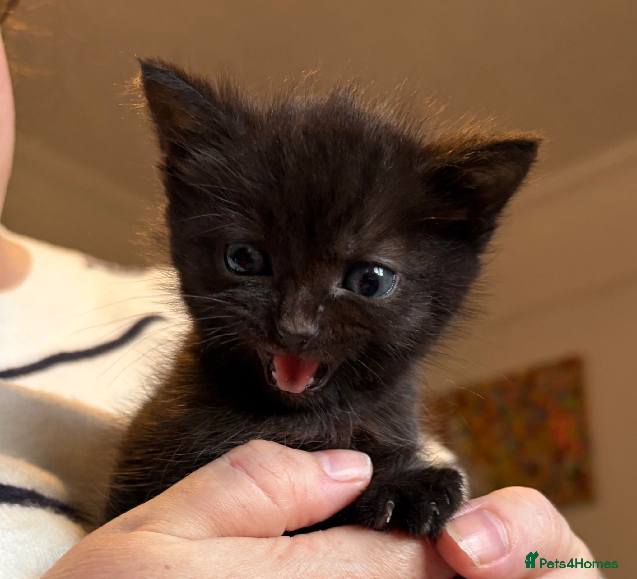 Mixed Breed cats Black kittens with Ghost stripes  - Advert 1