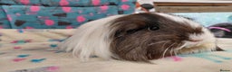Guinea Pig rodents for sale: Baby Longhaired/ Longhaired Retired Young Adults. - Advert 23