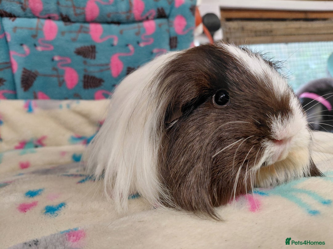 Guinea Pig rodents for sale: Baby Longhaired/ Longhaired Retired Young Adults. - Advert 23