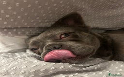 French Bulldog dogs for sale: MALE FRENCHIE LOOKING FOR NEW HOME - Image 8