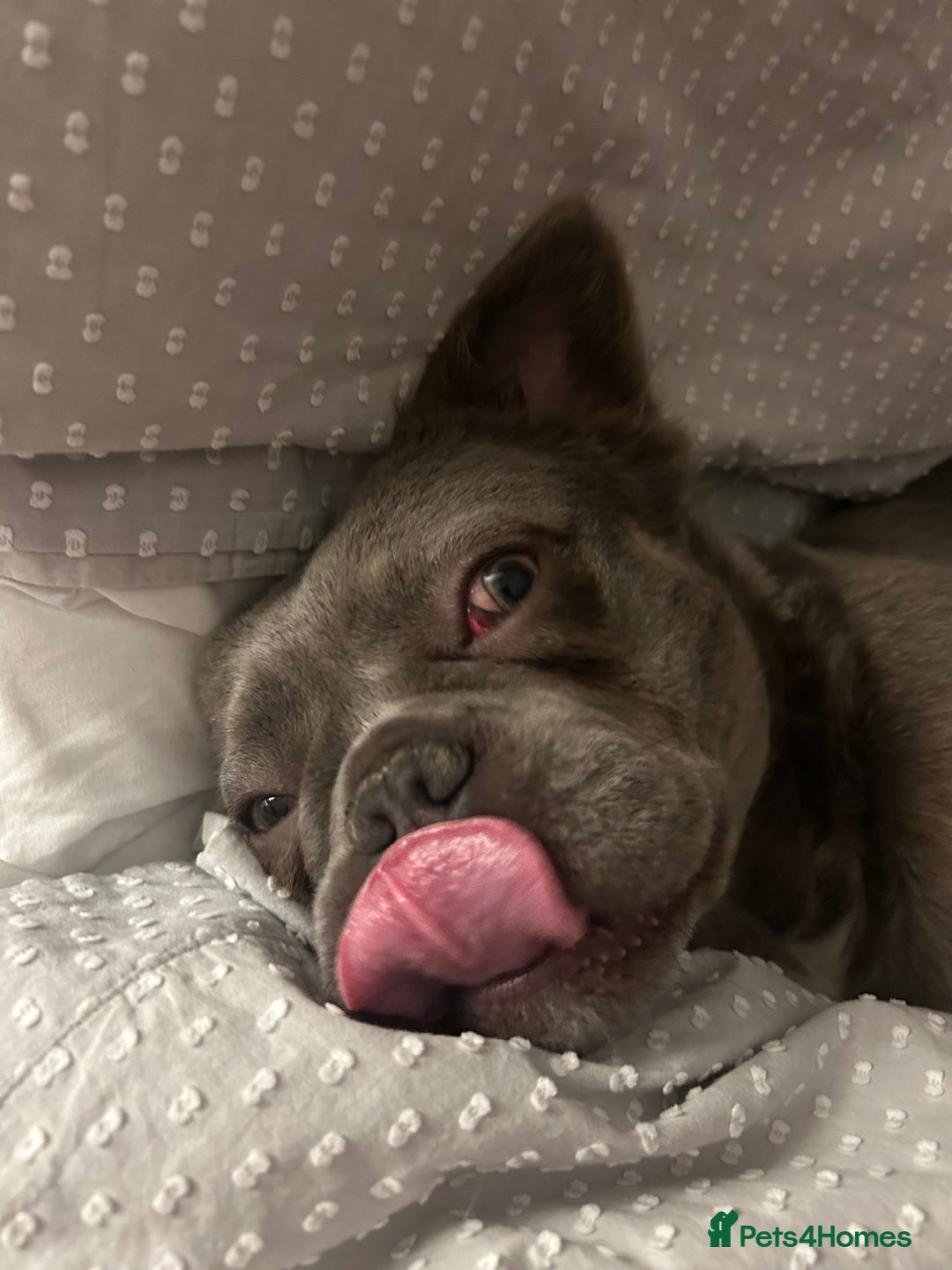 French Bulldog dogs for sale: MALE FRENCHIE LOOKING FOR NEW HOME - Image 8