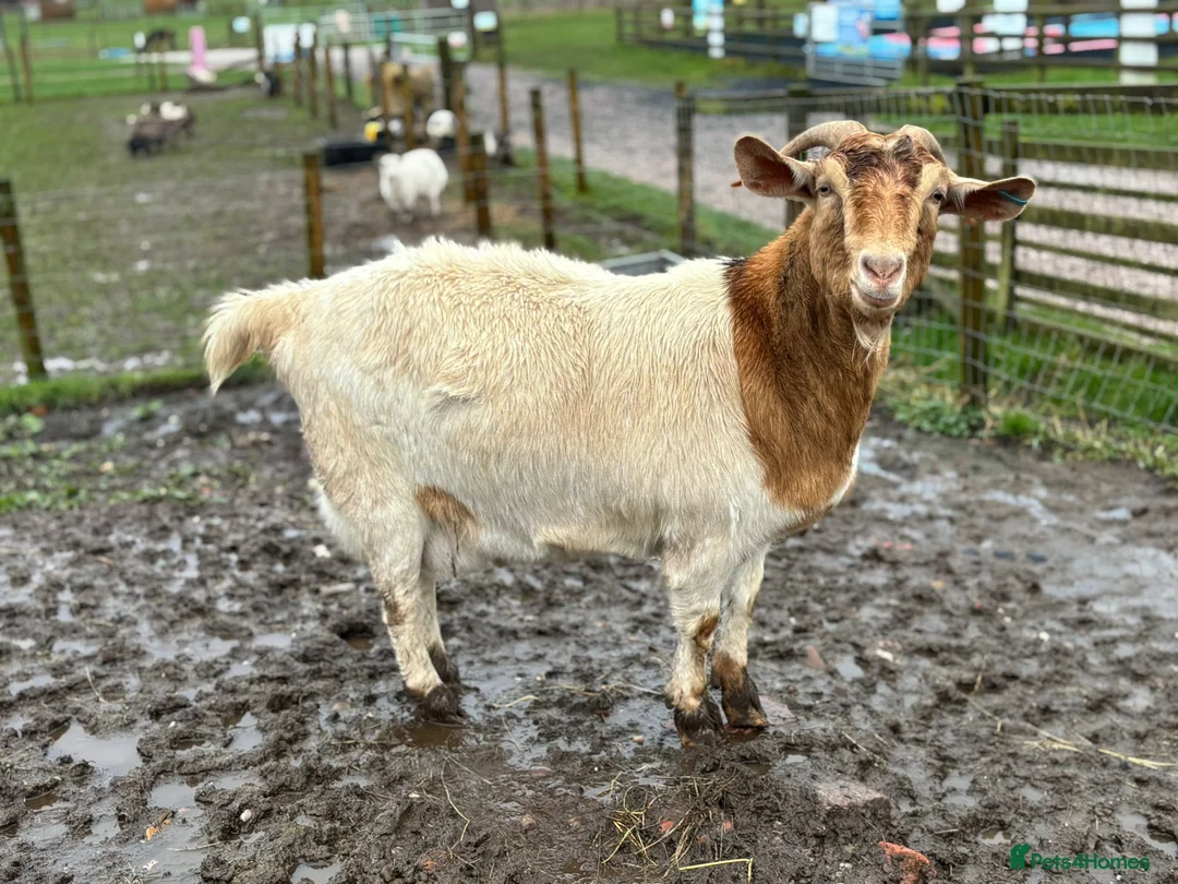 Goats livestock for sale: Pet goats - Advert 6