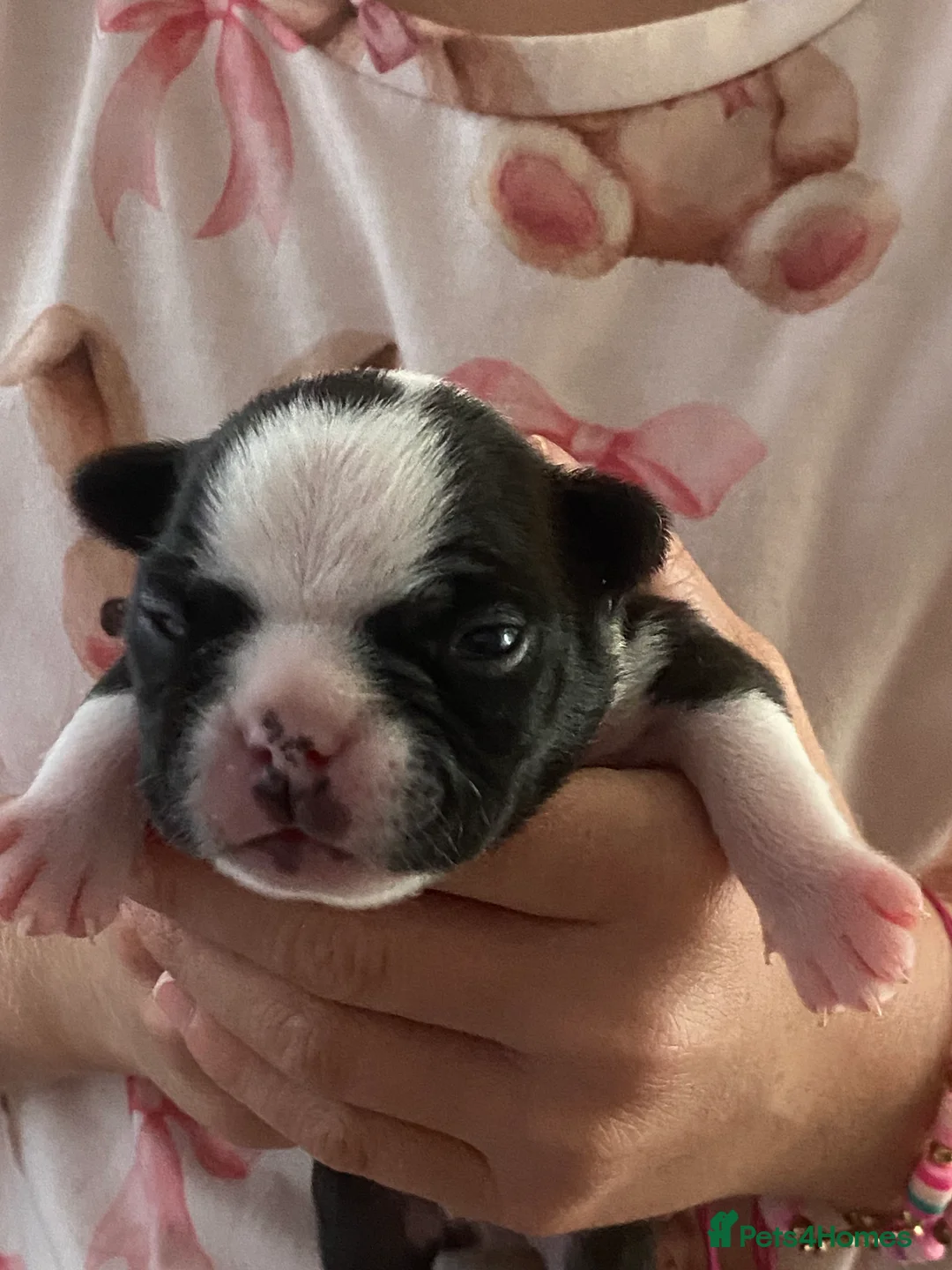 Boston Terrier dogs for sale: Five gorgeous puppies, looking for a forever home - Advert 2