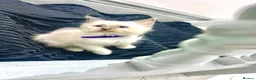 Ragdoll cats for sale: PURE&STUNNING Ragdoll kittens  - Advert 4