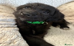 Mixed Breed dogs for sale: Patterdale cross - Image 14