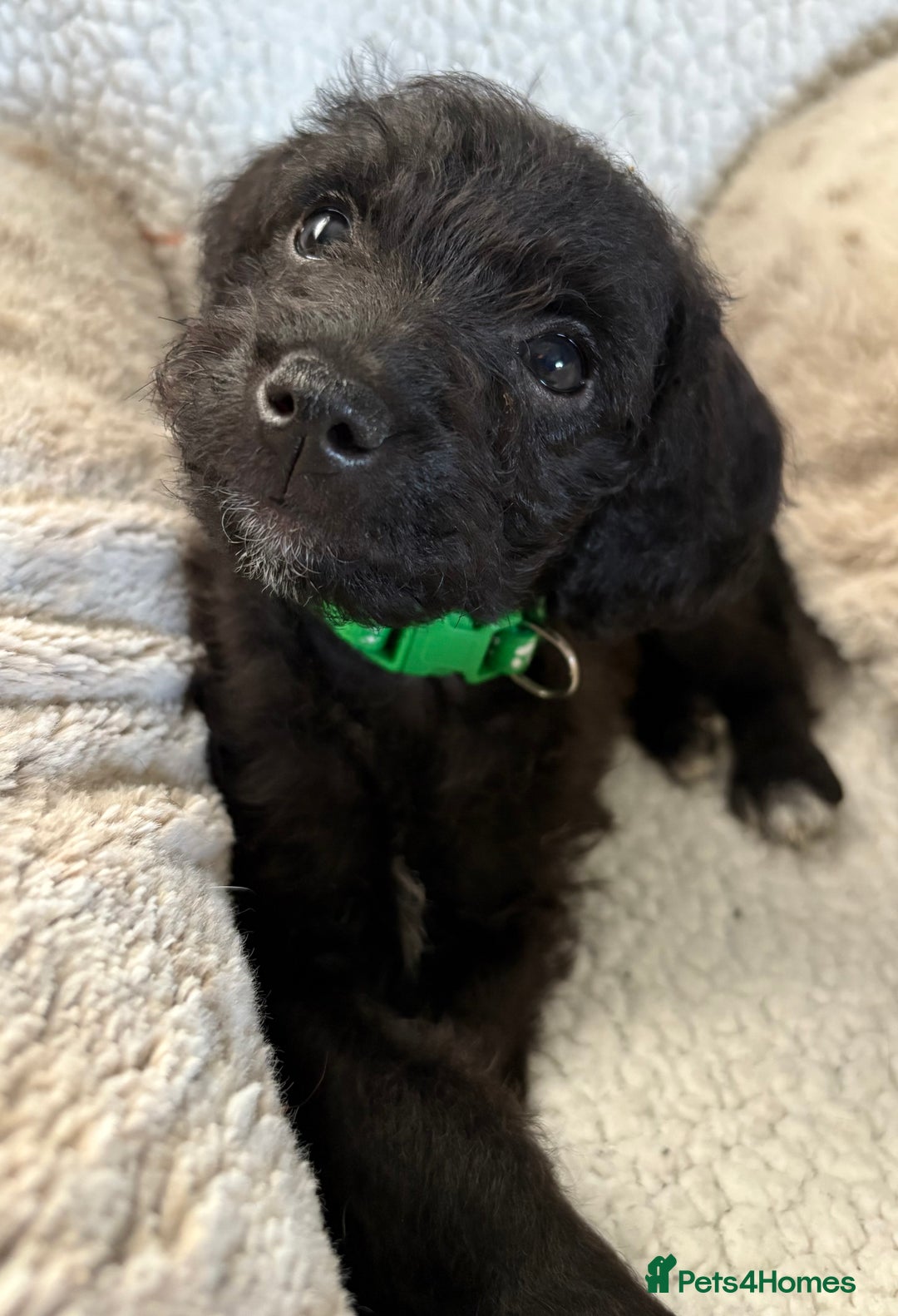Mixed Breed dogs for sale: Patterdale cross - Image 14