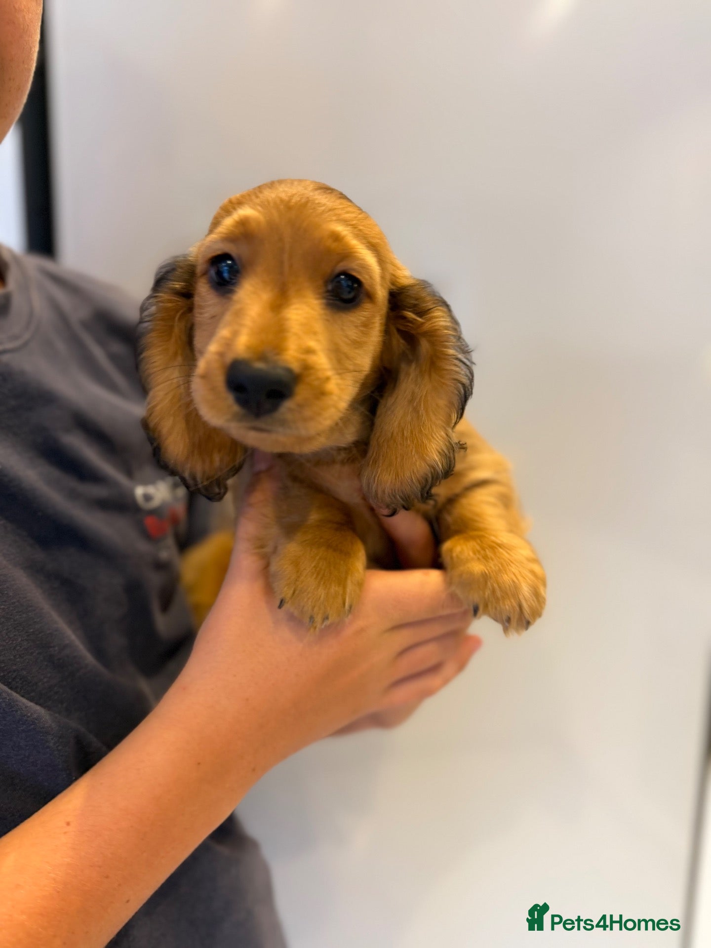 Miniature Dachshund dogs Quality miniature dachshunds  - Advert 1