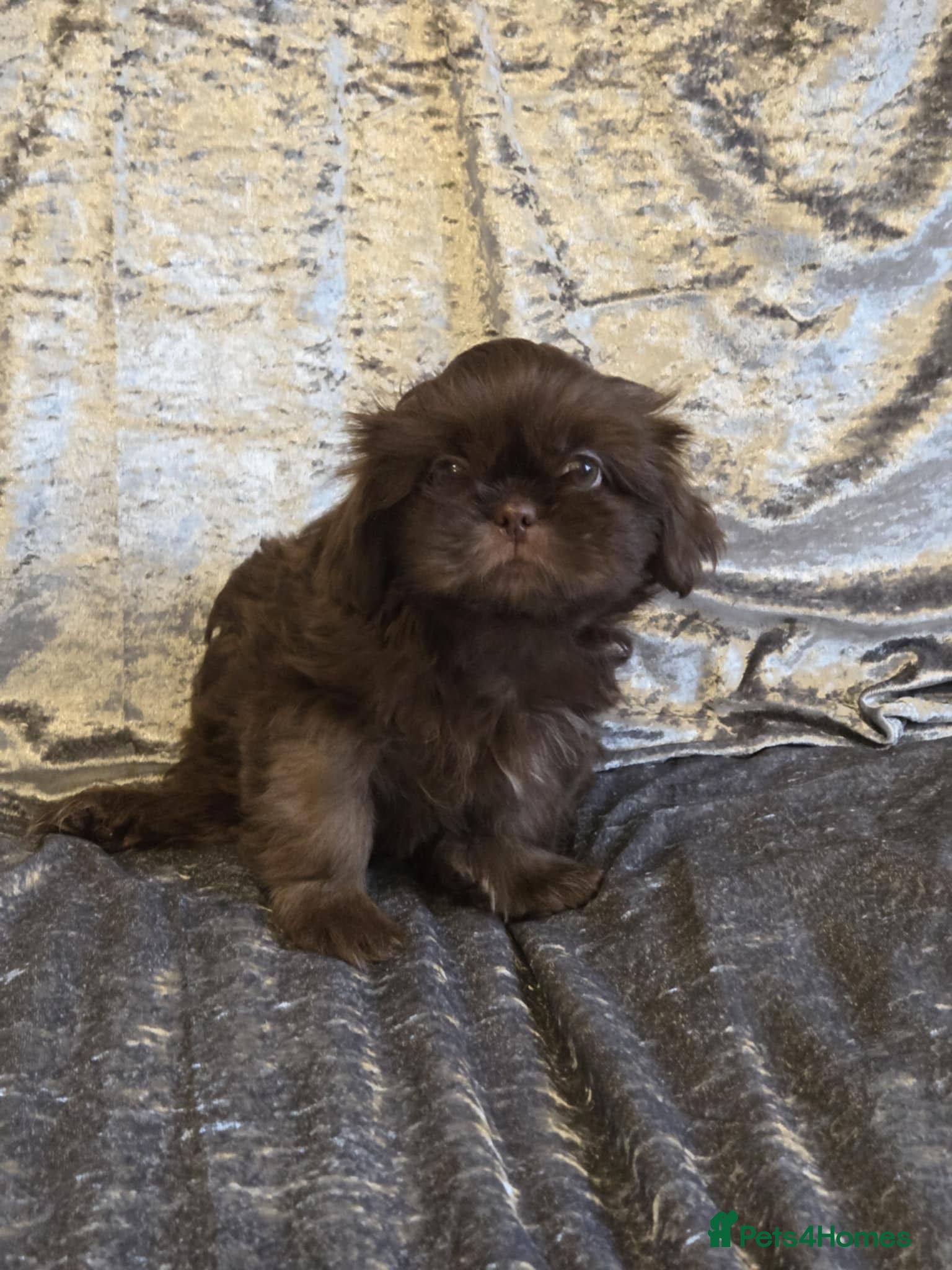 Shih Tzu dogs Beautiful imperial shih tzu babies  - Advert 4