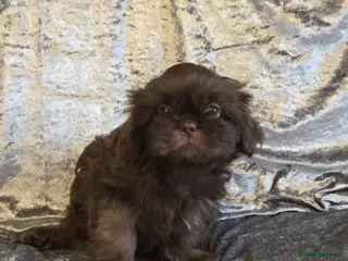 Shih Tzu dogs Beautiful imperial shih tzu babies - Advert 4