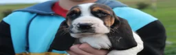 Basset Hound dogs for sale: Tri colour Bassethound puppies - Advert 6