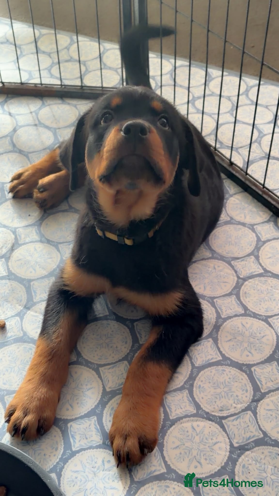 Rottweiler dogs Two beautiful girls left ( REDUCED) - Advert 6