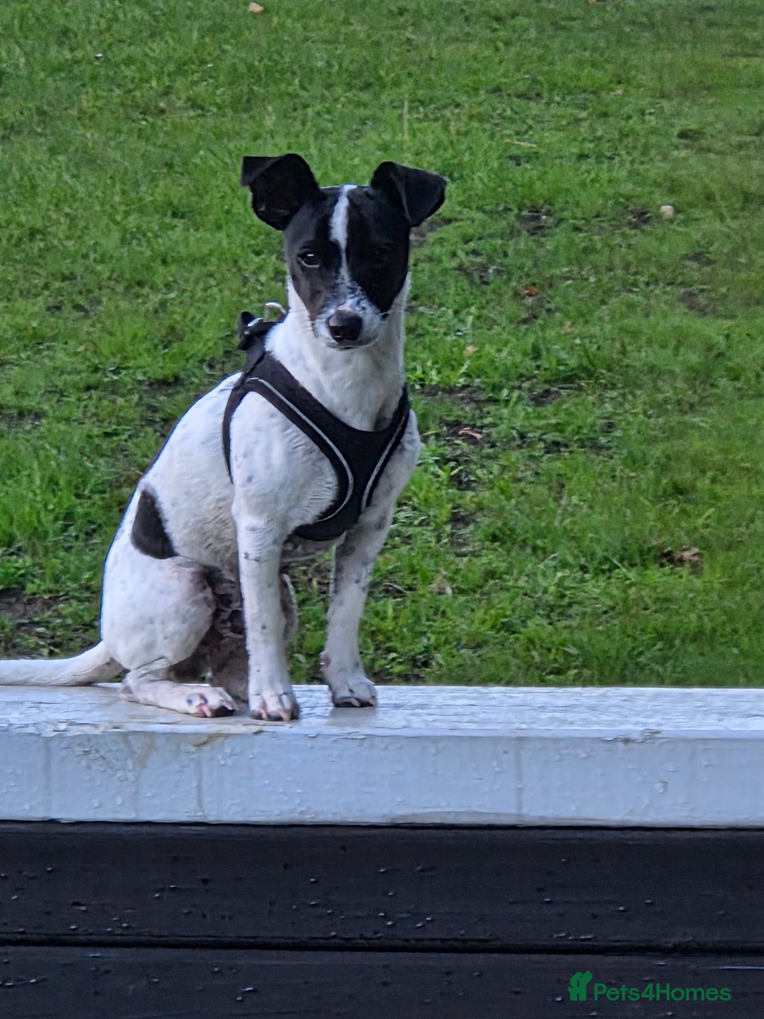 Jack Russell dogs *ENZO 1 Year Old - Advert 1