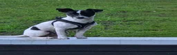 Jack Russell dogs for sale: *ENZO 1 Year Old - Advert 1