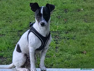 Jack Russell dogs *ENZO 1 Year Old - Advert 1