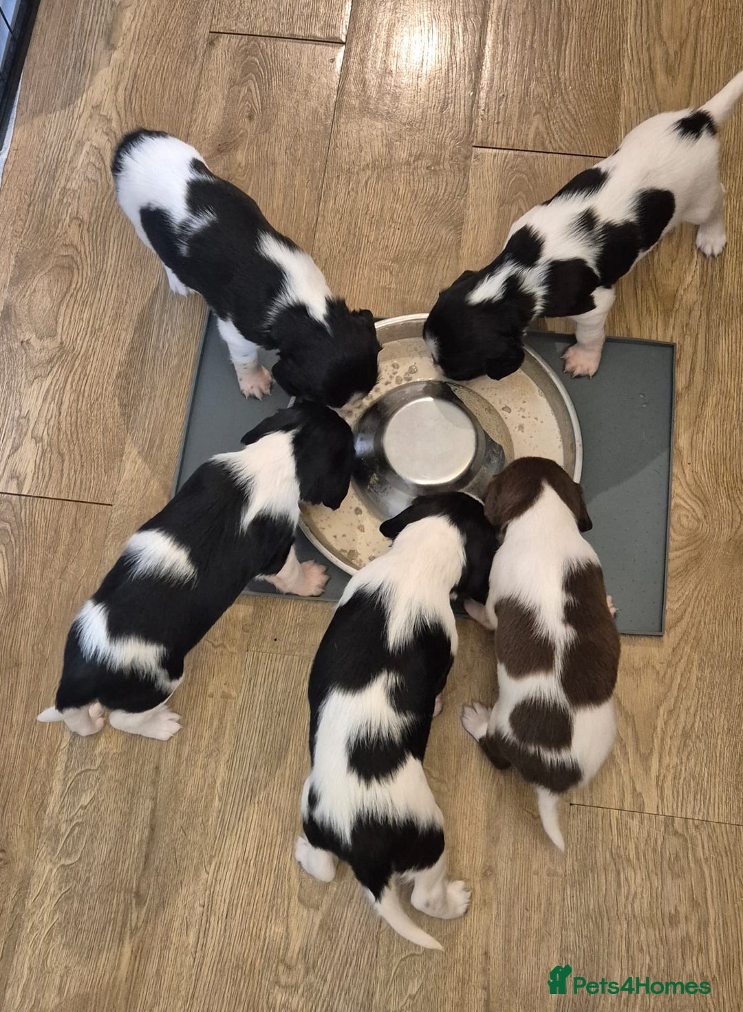 English Springer Spaniel dogs for sale: ✨ KC Registered Springer Spaniel Puppies ✨ - Advert 2