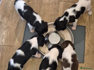 English Springer Spaniel dogs ✨ KC Registered Springer Spaniel Puppies ✨ - Advert 1