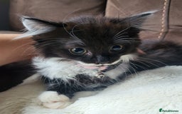 British Longhair cats for sale: 2 gorgeous kittens avaliable  - Image 7