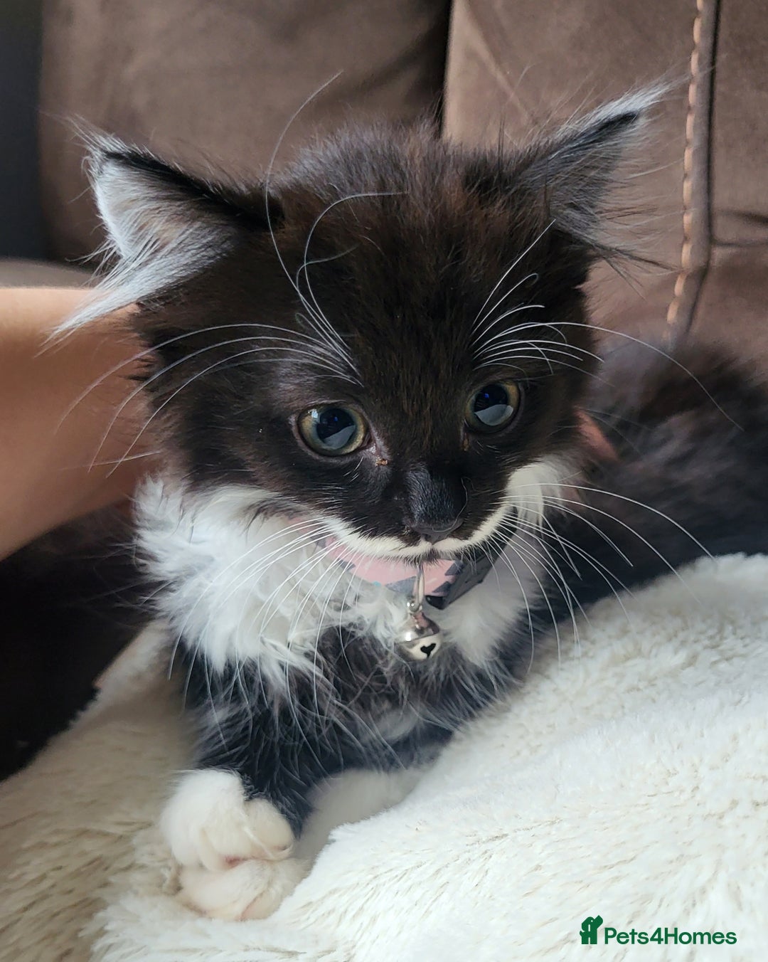 British Longhair cats for sale: 2 gorgeous kittens avaliable  - Image 7