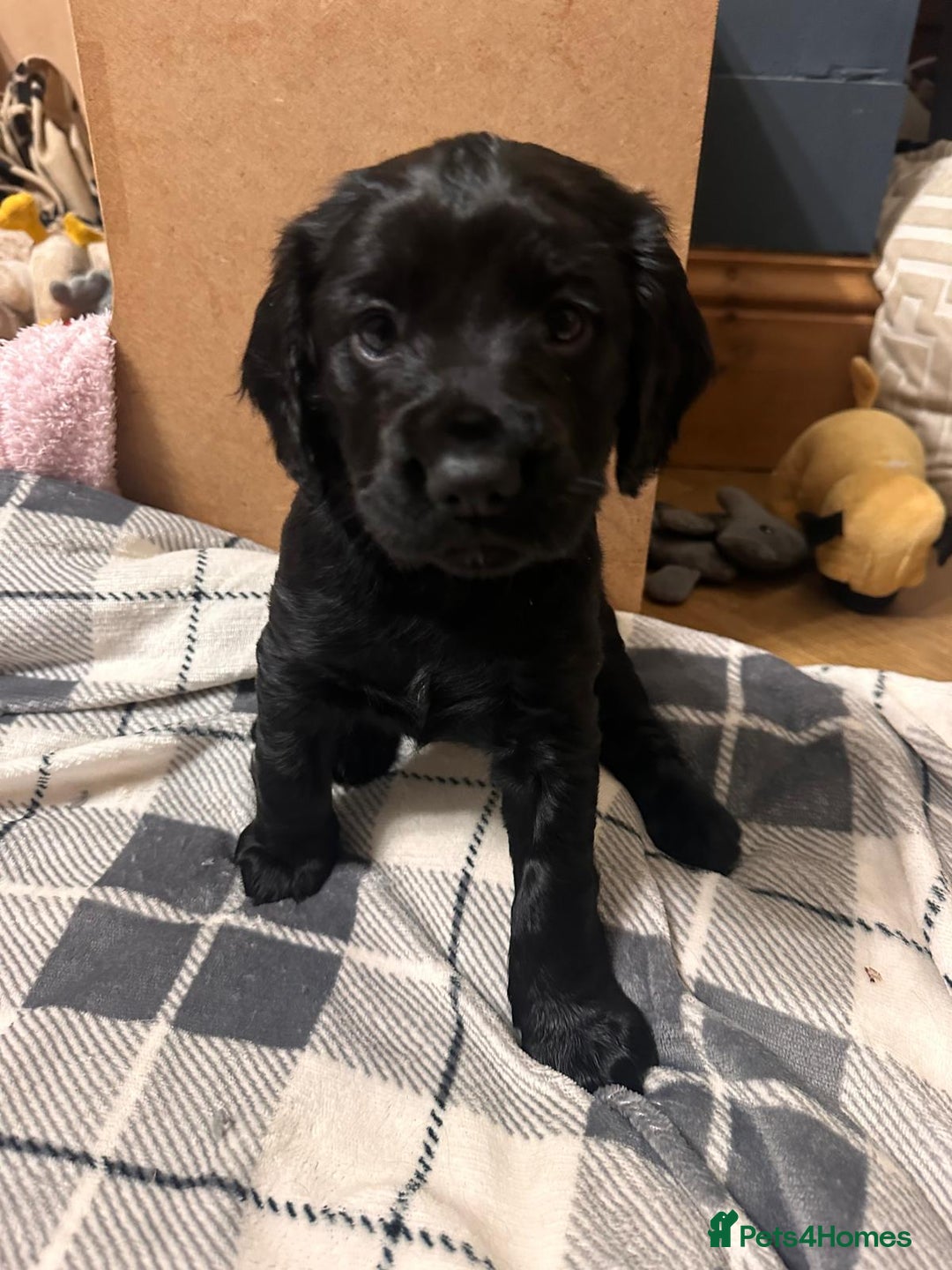 Cocker Spaniel dogs for sale: WORKING COCKER PUPS  - Advert 15