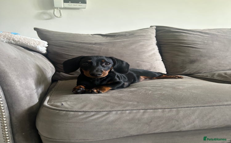 Dachshund dogs - Advert 1