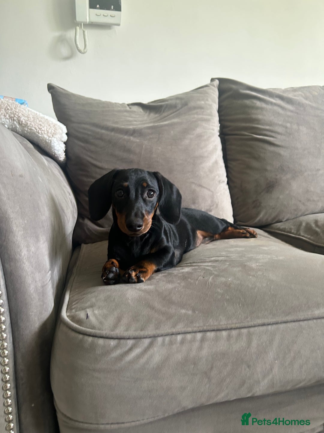 Dachshund dogs for sale: Dolly  - Image 1