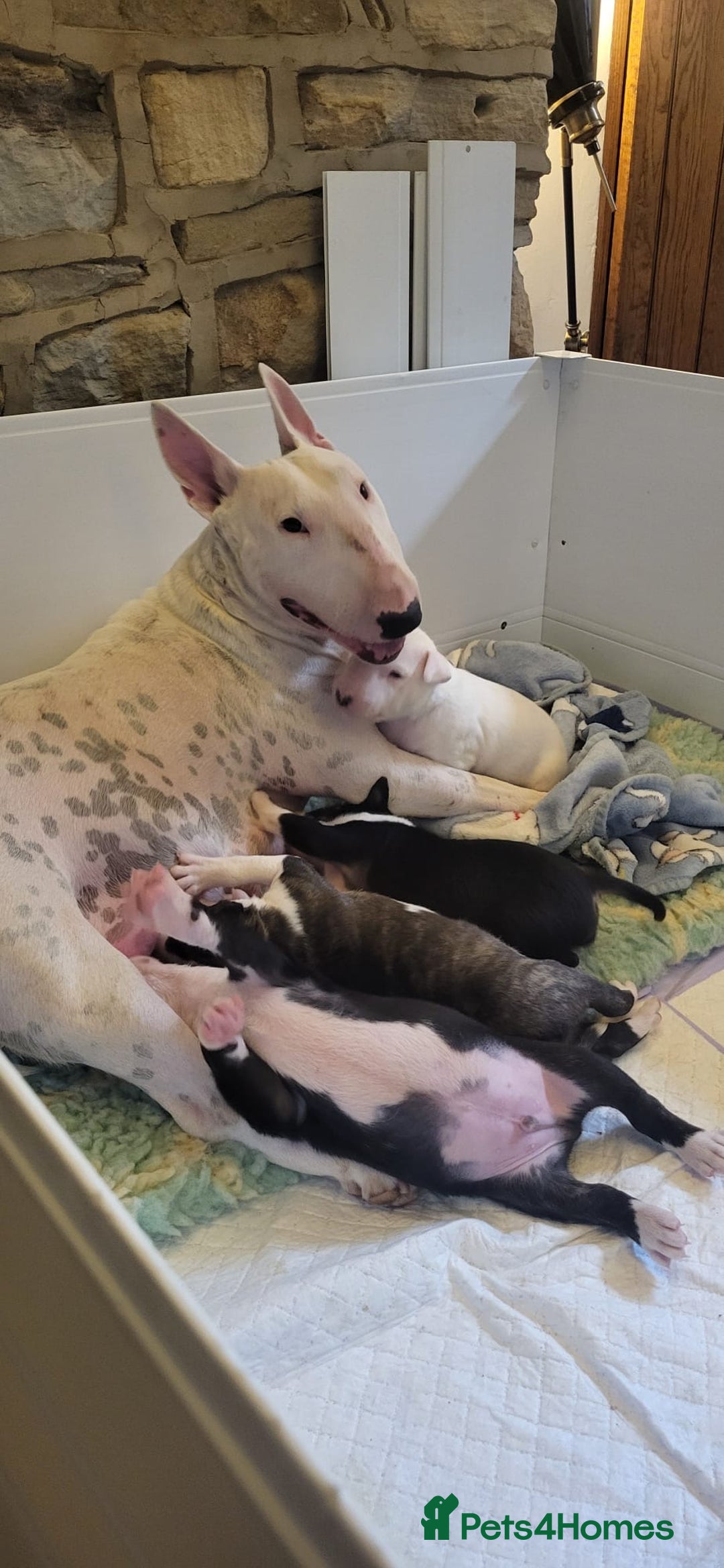 Bull Terrier dogs for sale: Bull Terrier Puppies - Image 7