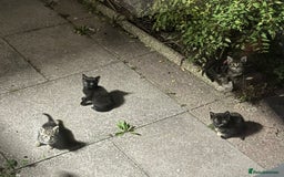 Burmilla cats for sale: Kittens seeking loving home. Free collection - Image 1