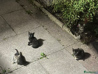 Burmilla cats - Advert 10