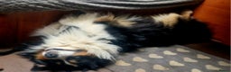 Australian Shepherd dogs for stud: Australian shepard for stud and proven - Advert 4