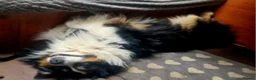 Australian Shepherd dogs for stud: Australian shepard for stud and proven - Advert 2