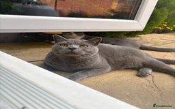 British Shorthair cats for sale: British shorthair 3 year old male - Image 4