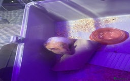 Hamster rodents for sale: Chunk the hamster  - Image 2