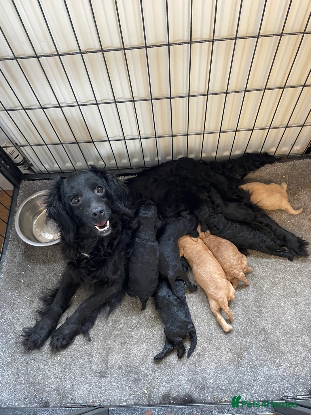 Cockapoo dogs for sale: COCKAPOO PUPS  - Advert 8