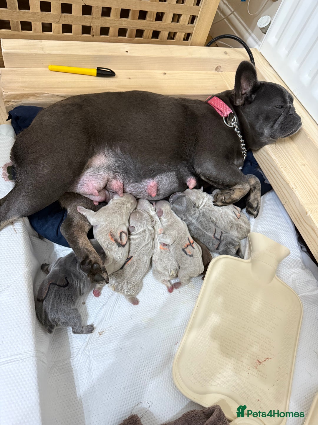 French Bulldog dogs for sale: French Bulldog male looking for his forever home  - Image 9