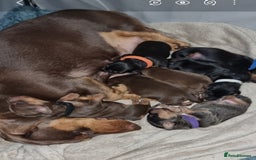 Dachshund dogs for sale: Standered dachunds. Only 2 remain - Image 15