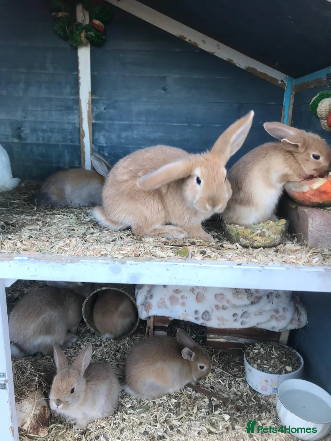 Mixed Breed rabbits for sale: Rabbits for sale!!!  - Advert 7