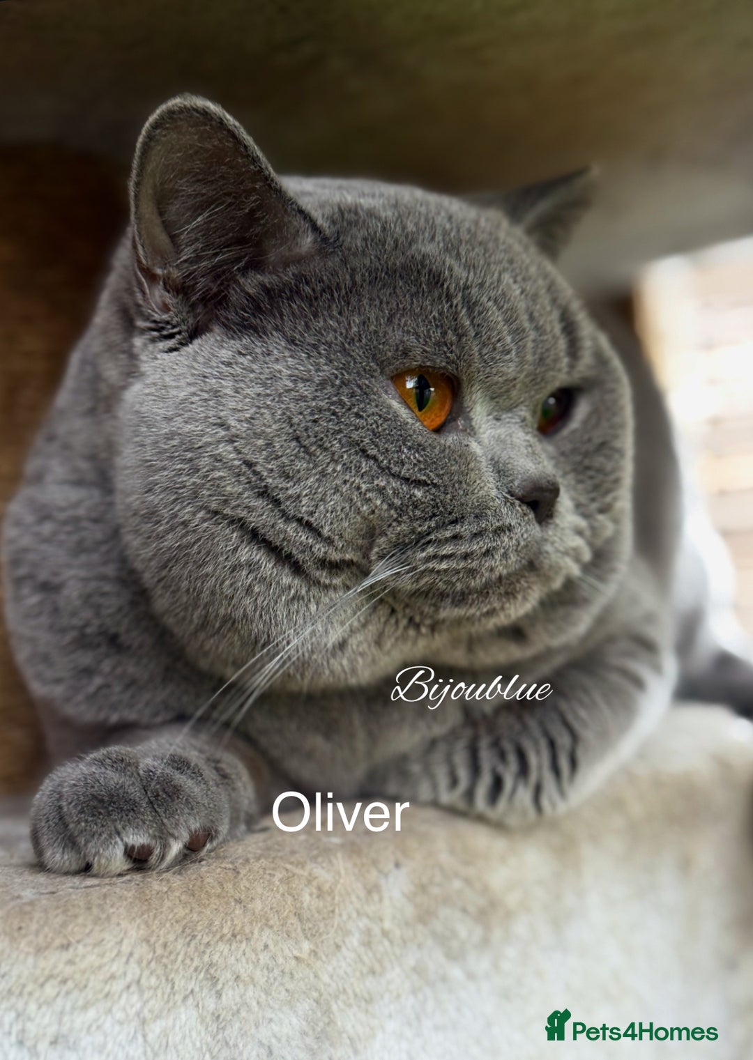 British Shorthair cats for stud: ⭐️ Two Imported Powerhouse Studs ⭐️ in London - Advert 3