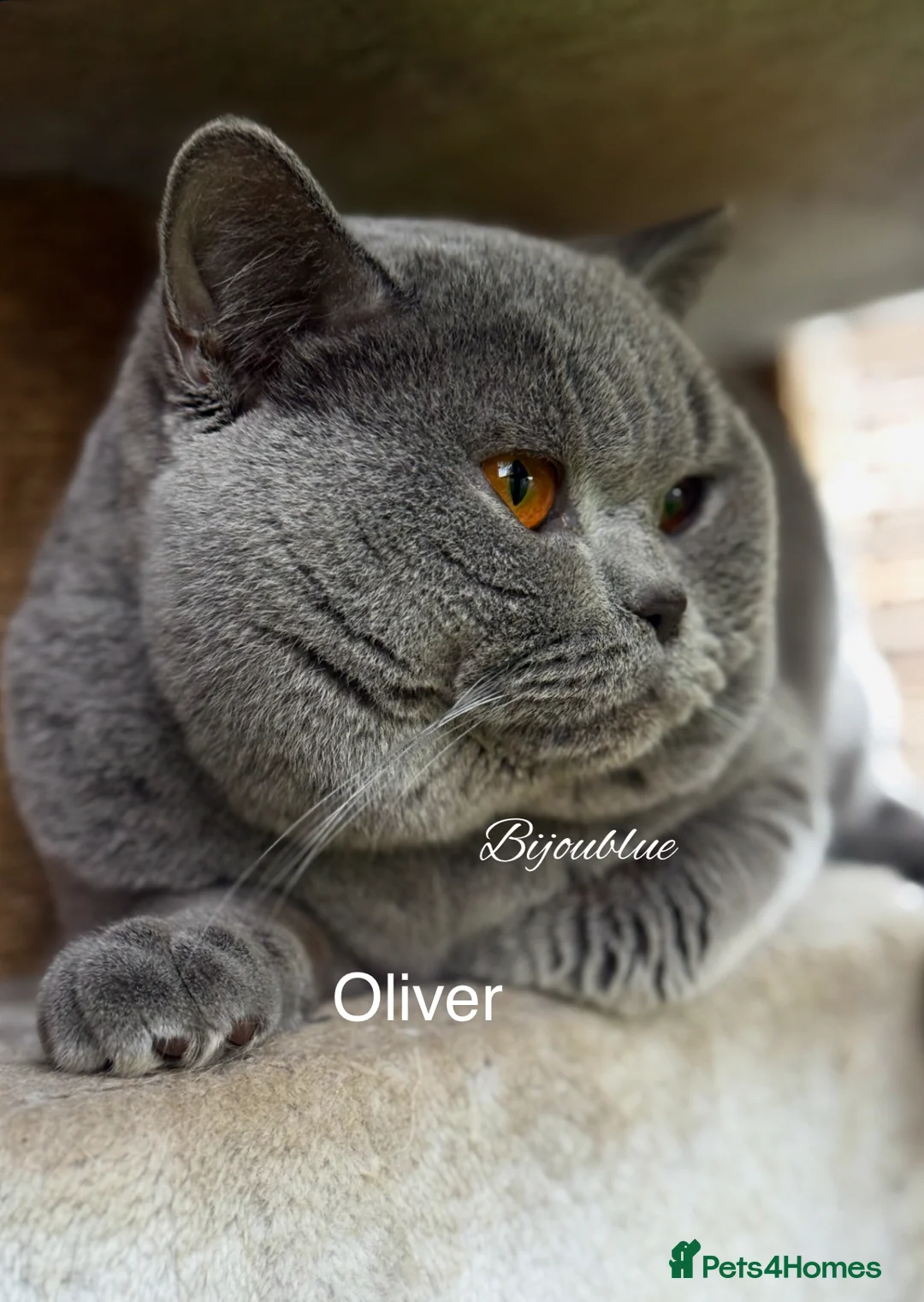 British Shorthair cats for stud: ⭐️ Two Imported Powerhouse Studs ⭐️ in London - Advert 3