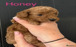 Miniature Poodle dogs for sale: Stunning minature poodle puppies  - Image 3