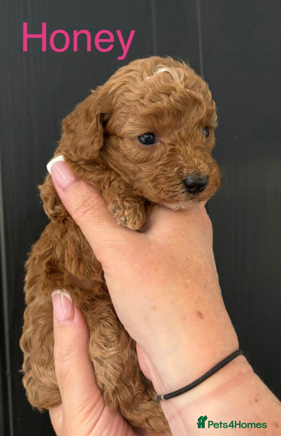 Miniature Poodle dogs for sale: Stunning minature poodle puppies  - Image 3