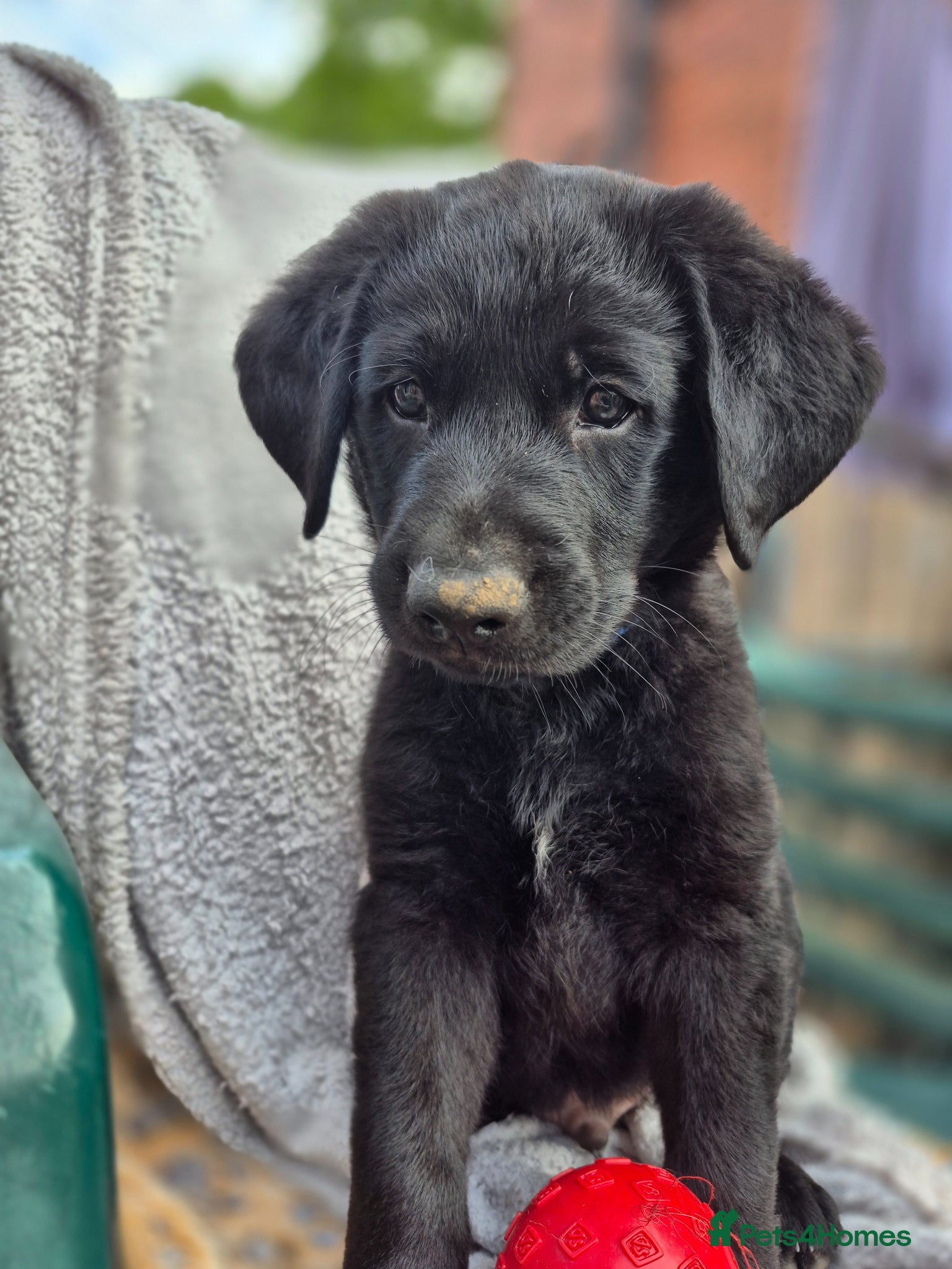 Sheprador dogs for sale: 2 stunning male shepadors pups - Advert 1