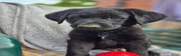 Sheprador dogs for sale: 2 stunning male shepadors pups in Wakefield - Advert 1