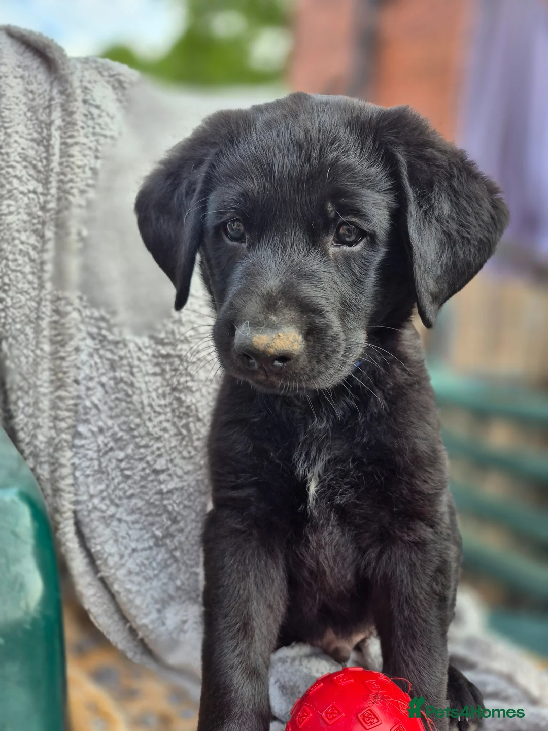 Sheprador dogs for sale: 2 stunning male shepadors pups in Wakefield - Advert 1