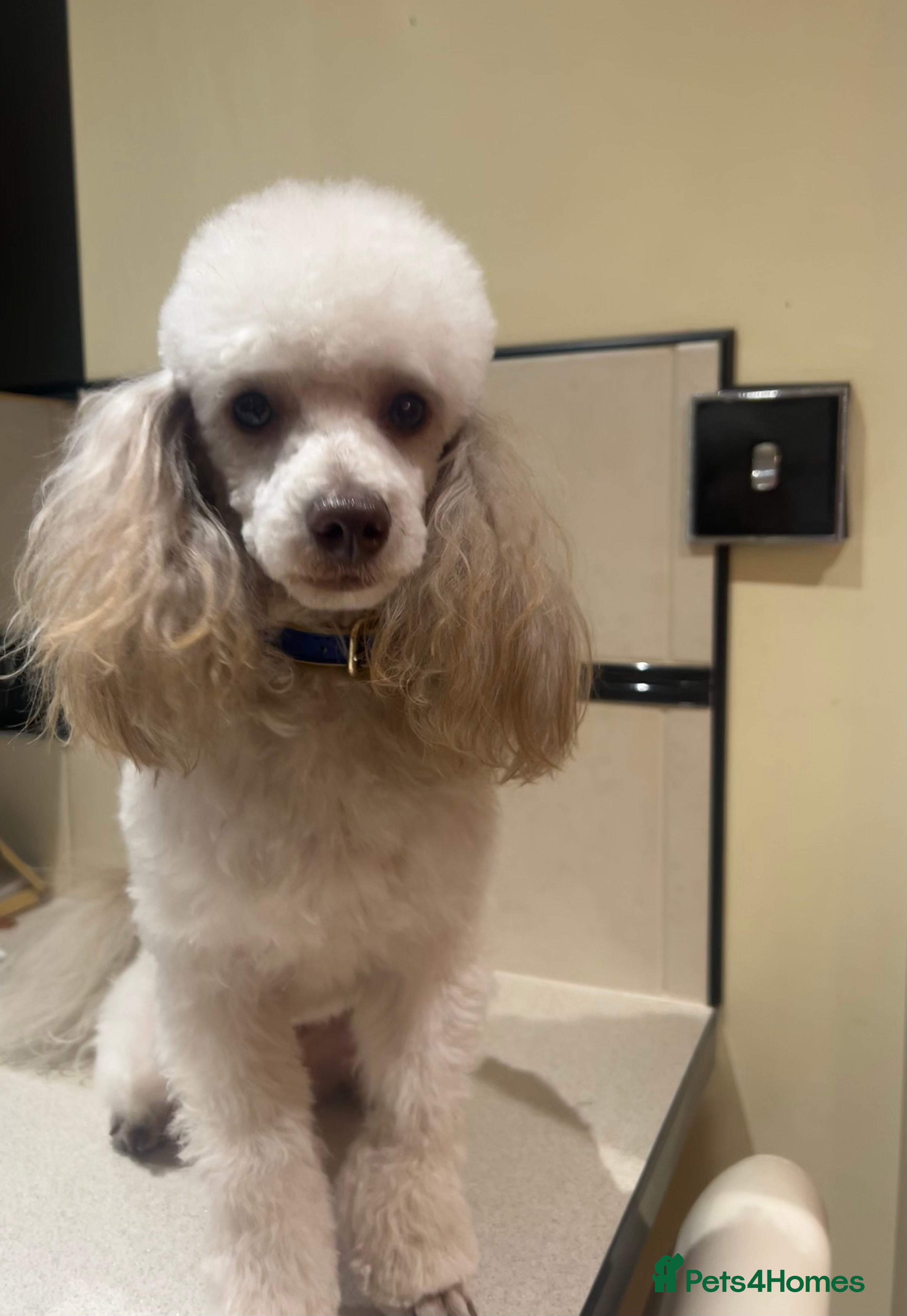 Toy Poodle dogs Poodle (STUD) - Advert 1