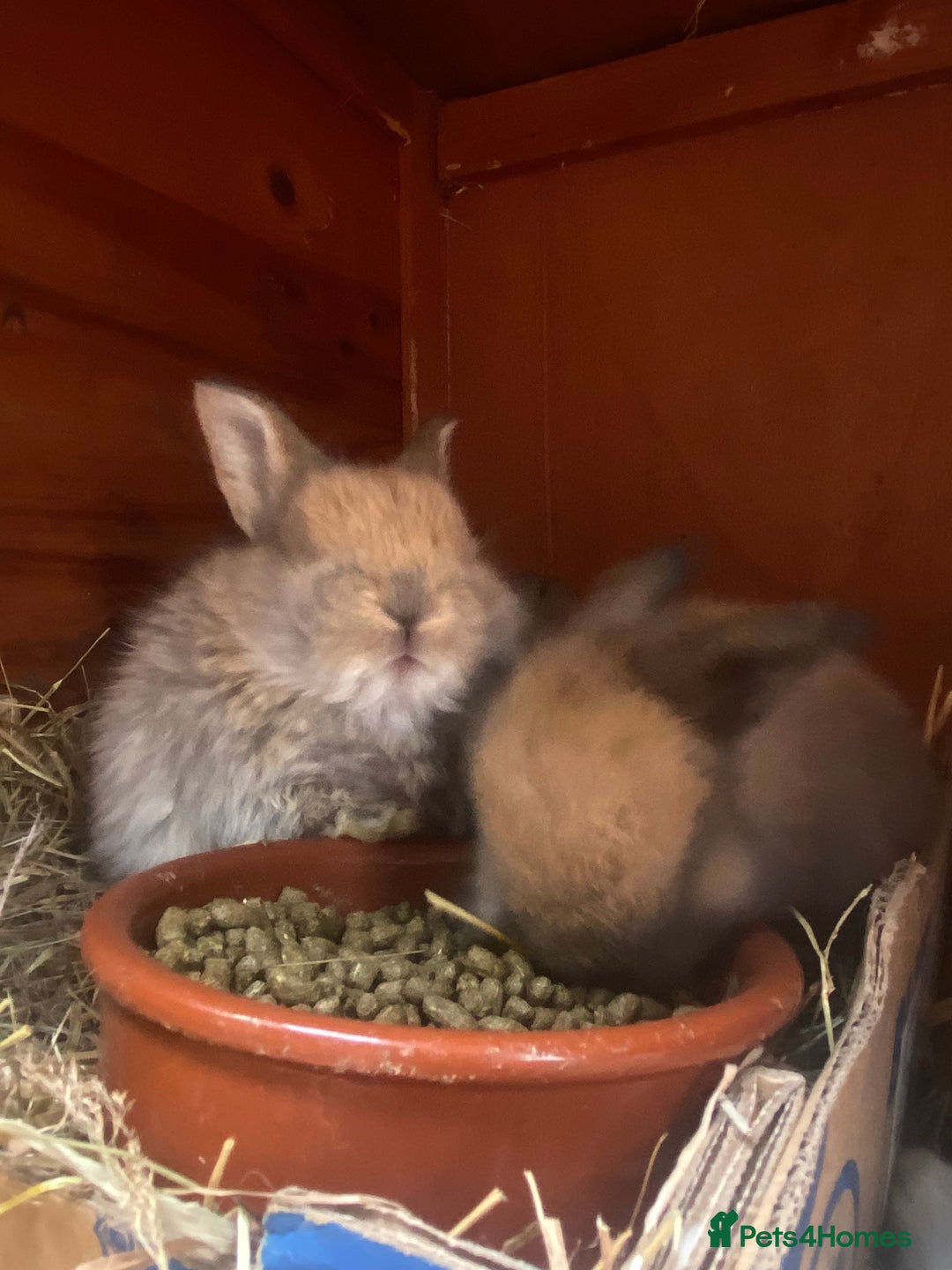Mini Lop rabbits for sale: 8 beautiful lops  - Image 20